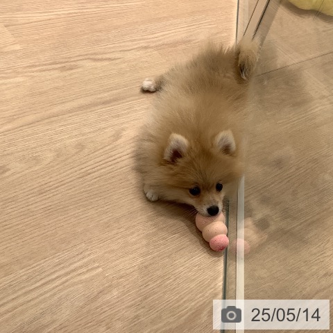 ポメラニアンの写真