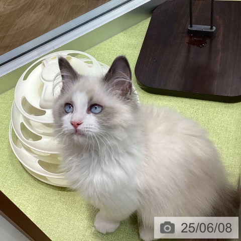 ラグドールの写真
