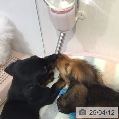 カニーンヘン・ダックスフンドの写真