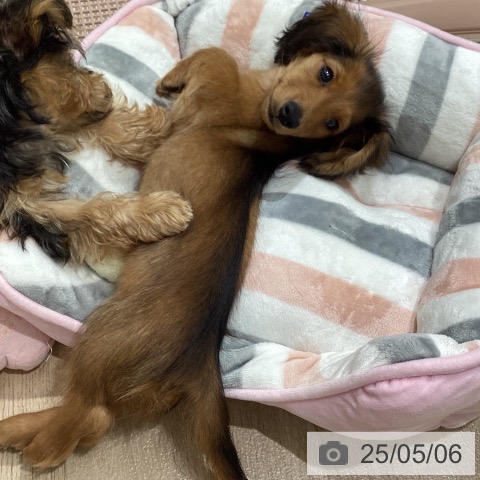カニーンヘン・ダックスフンドの写真