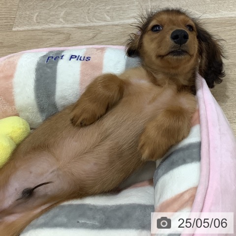 カニーンヘン・ダックスフンドの写真