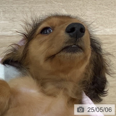 カニーンヘン・ダックスフンドの写真