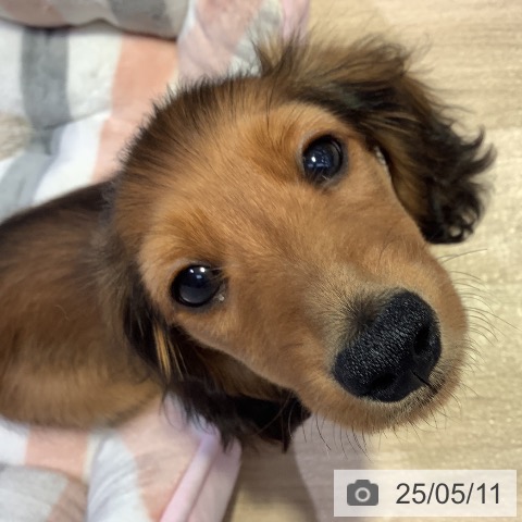 カニーンヘン・ダックスフンドの写真