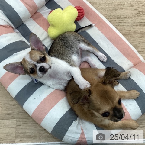 チワワの写真