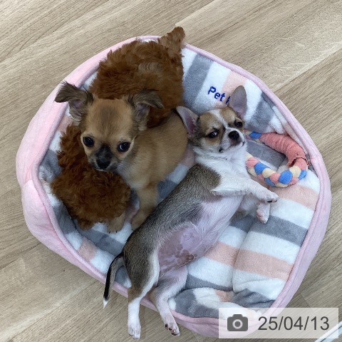 チワワの写真