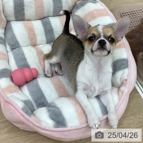 チワワの写真