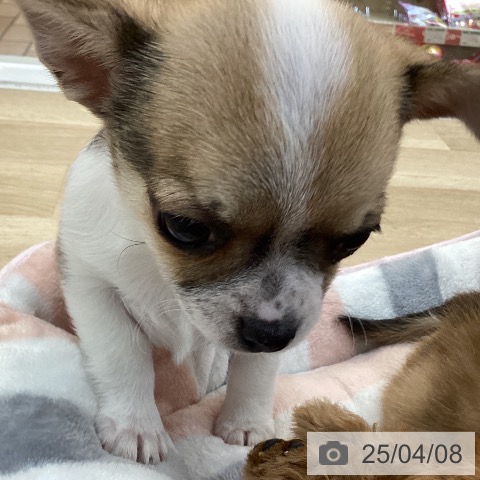 チワワの写真