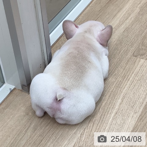 フレンチ・ブルドッグの写真