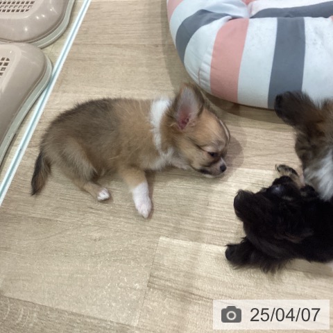チワワの写真