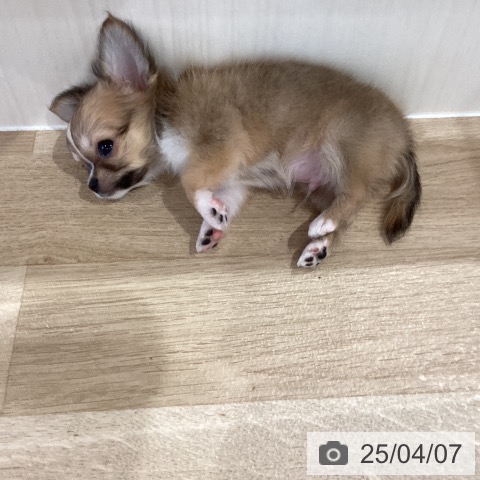 チワワの写真