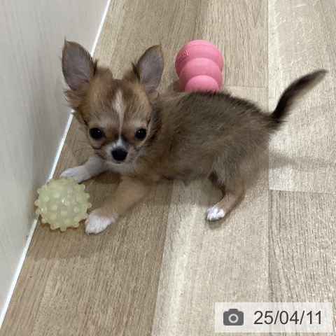 チワワの写真