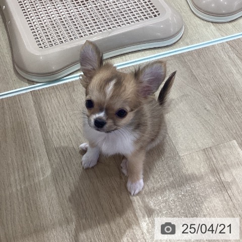 チワワの写真
