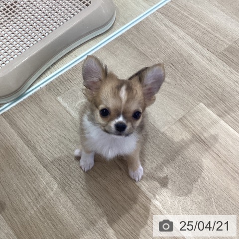 チワワの写真