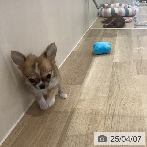 チワワの写真