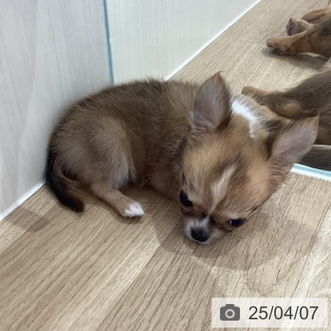 チワワの写真