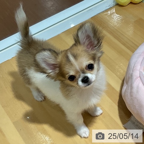 チワワの写真