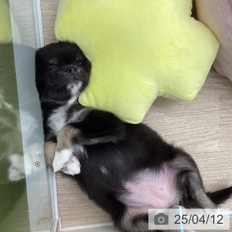 チワワの写真