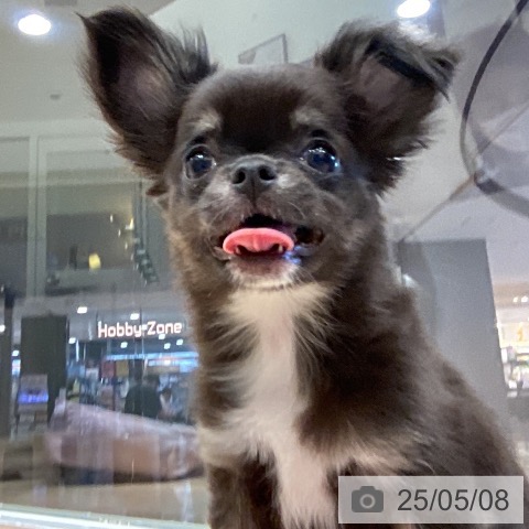 チワワの写真