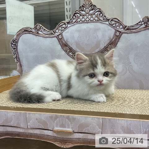 スコティッシュフォールドの写真