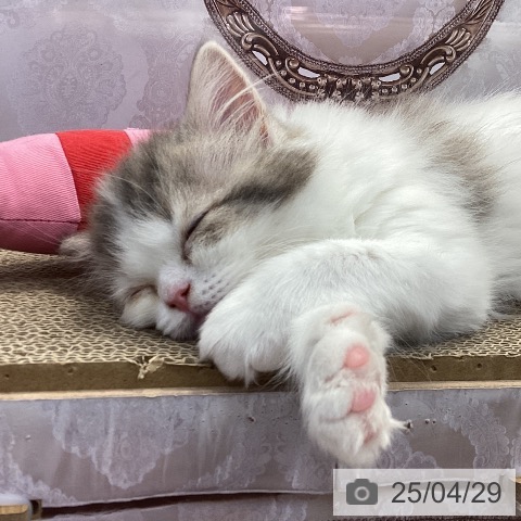 スコティッシュフォールドの写真