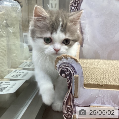 スコティッシュフォールドの写真