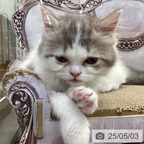 スコティッシュフォールドの写真