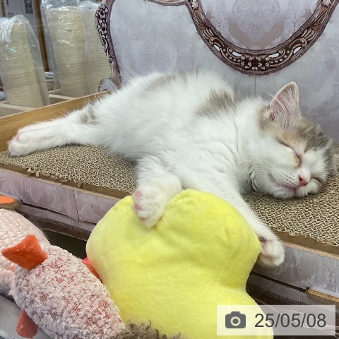 スコティッシュフォールドの写真