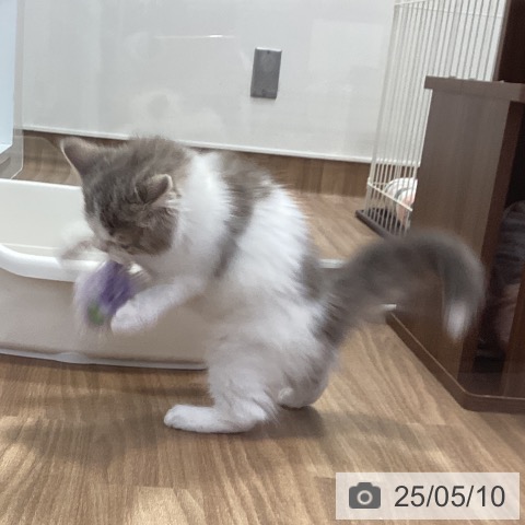 スコティッシュフォールドの写真