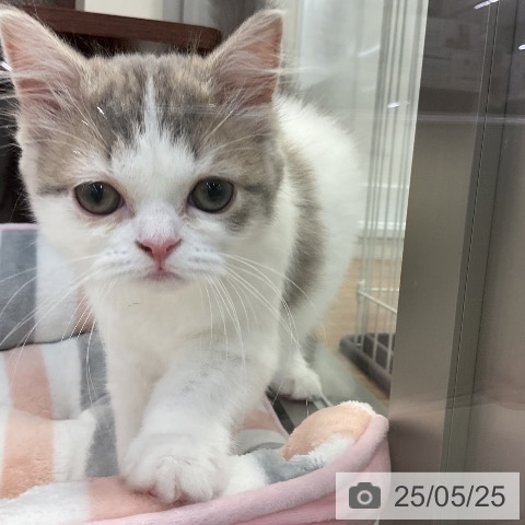 スコティッシュフォールドの写真