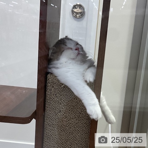 スコティッシュフォールドの写真