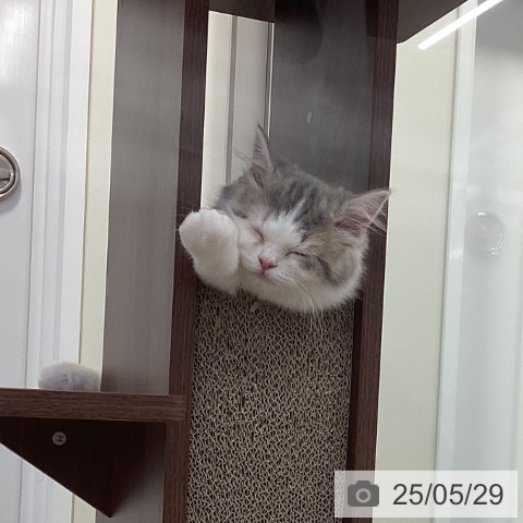 スコティッシュフォールドの写真