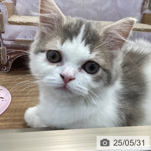 スコティッシュフォールドの写真