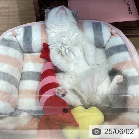 スコティッシュフォールドの写真