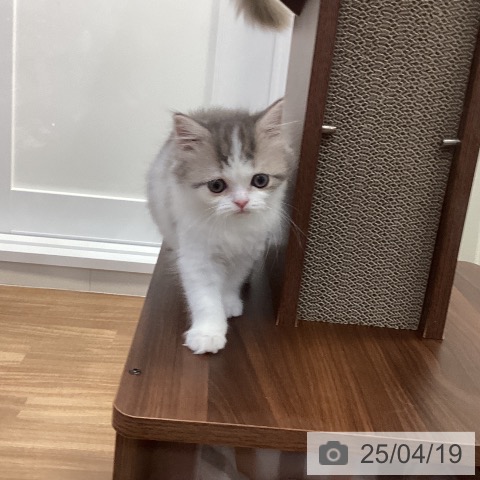 スコティッシュフォールドの写真