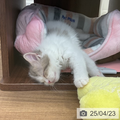 スコティッシュフォールドの写真