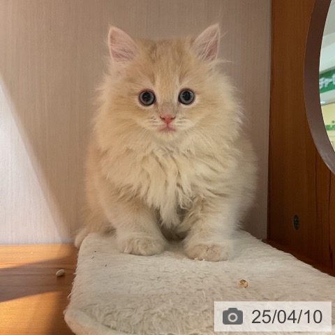 ラガマフィンの写真