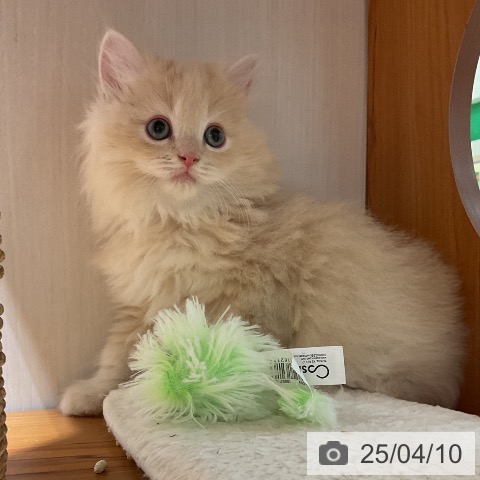 ラガマフィンの写真