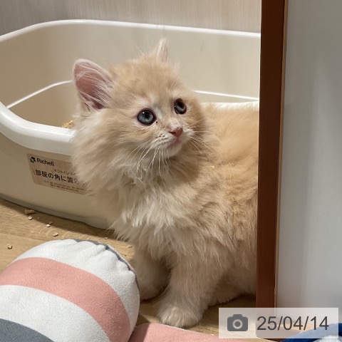 ラガマフィンの写真