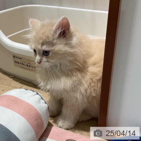 ラガマフィンの写真