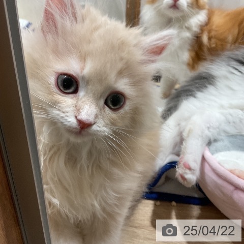 ラガマフィンの写真