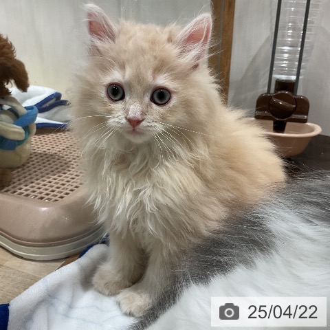 ラガマフィンの写真