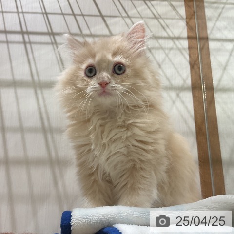 ラガマフィンの写真