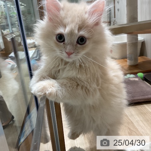 ラガマフィンの写真