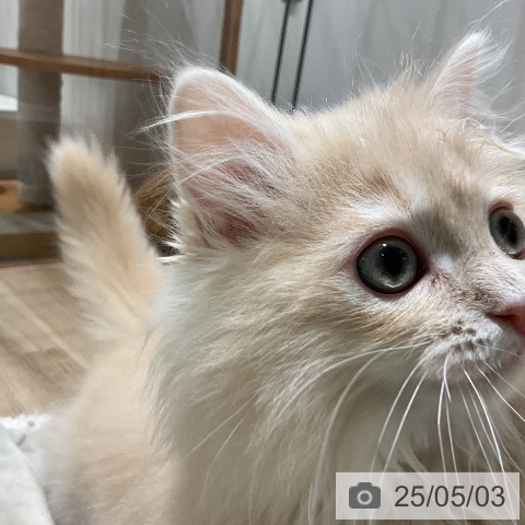 ラガマフィンの写真