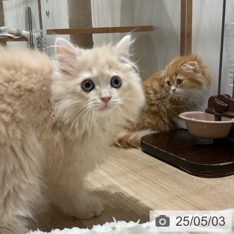 ラガマフィンの写真
