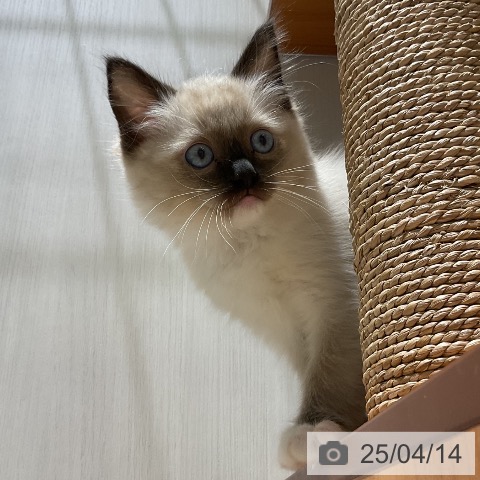ラグドールの写真
