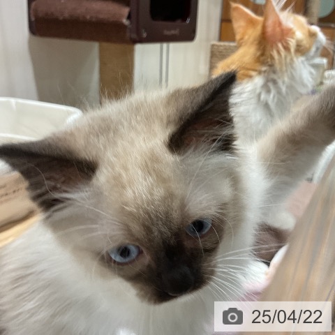 ラグドールの写真