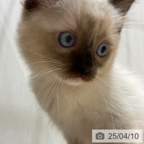 ラグドールの写真