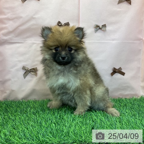ポメラニアンの写真