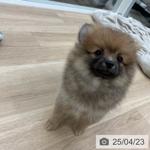 ポメラニアンの写真